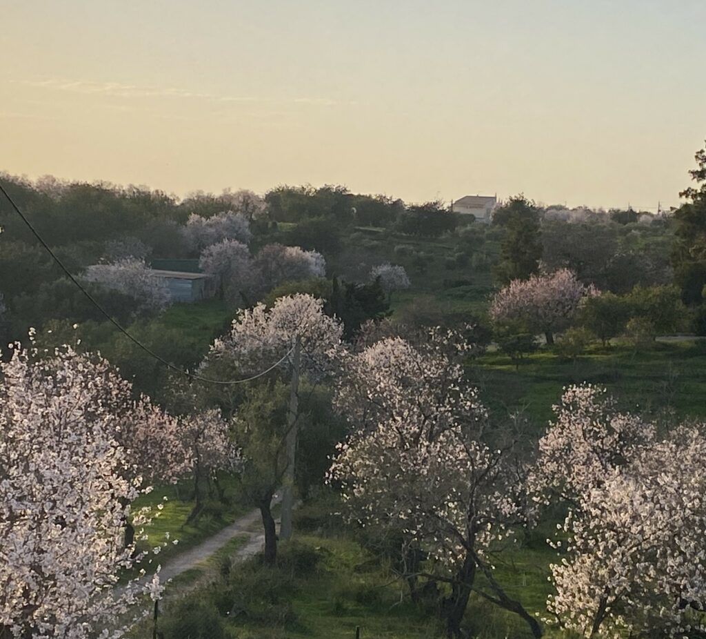 Amandiers en Fleurs en Algarve fin janvier