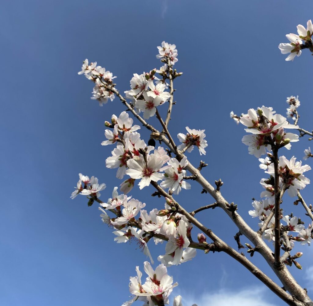 La légende des amandiers en fleurs en Algarve