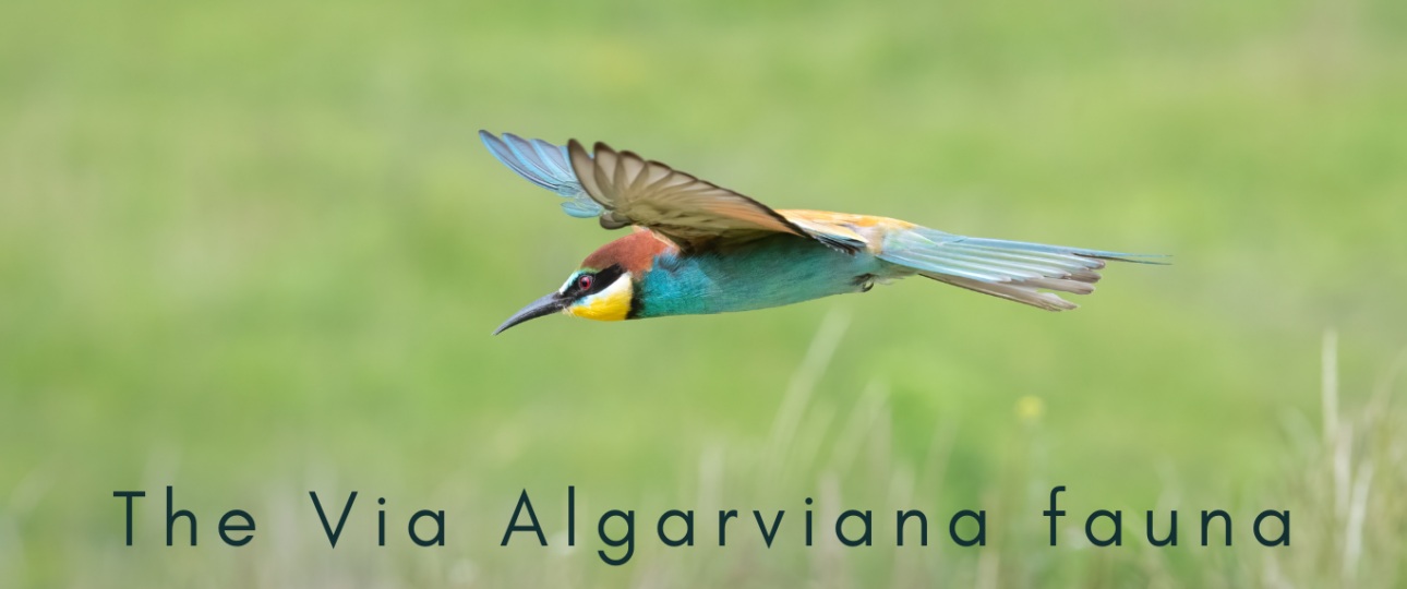 Faune Via Algarviana; Birdwatching