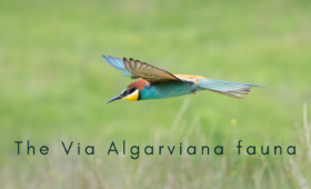 Faune Via Algarviana; Birdwatching