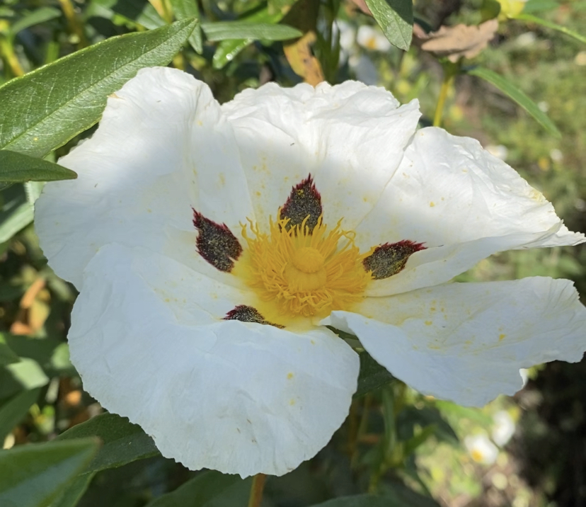 Fleur de Ciste sur la Via Algarviana